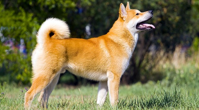 Everybody Love Dogs, But There Is Something Special About The Akita