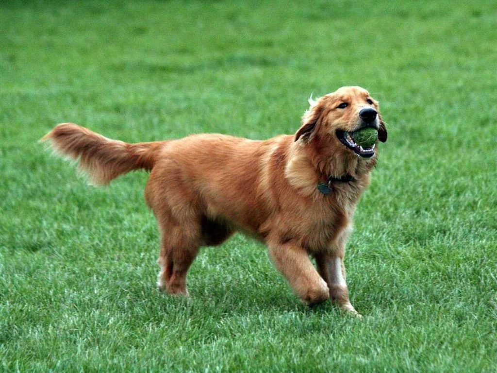 Awesome dog breeds for families