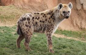 Facts about the Hyena