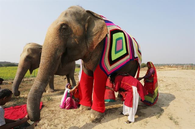 Caring Villagers Are Knitting Giant Sweaters For Elephants