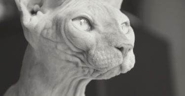 The Bizarre looking cat breeds on earth