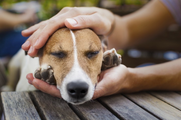 How to Care for Your Pet Animals by Showing Them Love