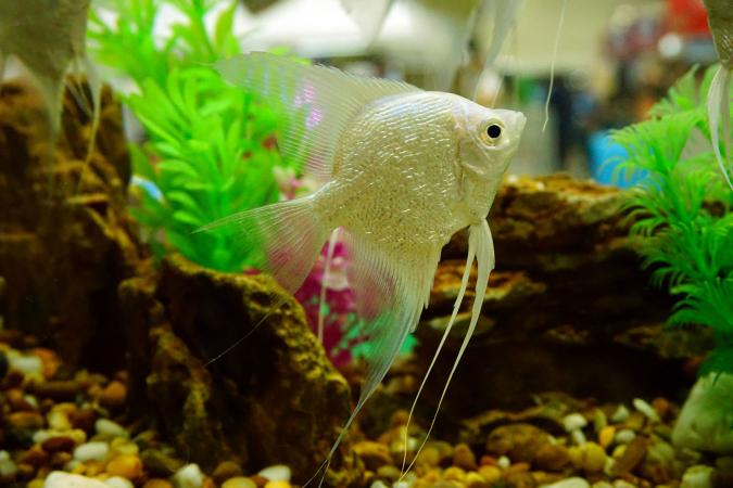Top Tips for Quality Care for Your Aquarium Fish